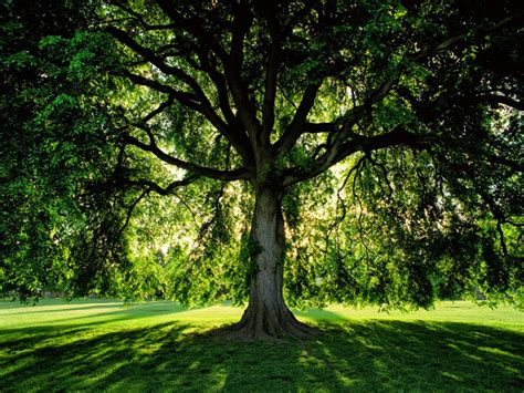 Elm Trees A Guide To The Ornamental Tree The Dirt Doctors