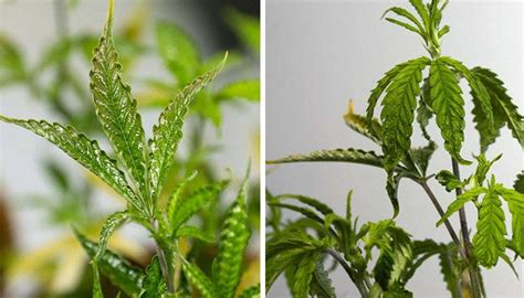 Dealing With Cannabis Pests And Bugs Identification And Control