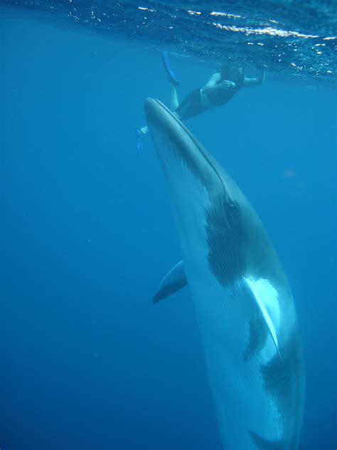 The smallest, and most streamlined of the rorqual. How to Swim with Minke Whales in Australia | AboutAustralia.com