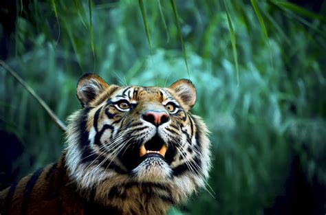 Download Wallpaper For 240x400 Resolution Tiger In Jungle Animals