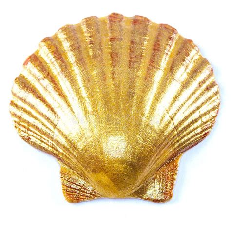 Gold Scallop Shell Stock Photo Image Of Seashell Detail 161621274