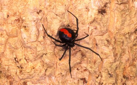How Bad Does A Black Widow Spider Bite Hurt What Happens If You Re
