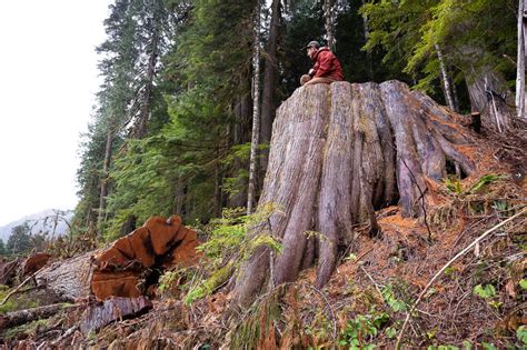 Some of the biggest trees in the world are being cut down in Canada ...