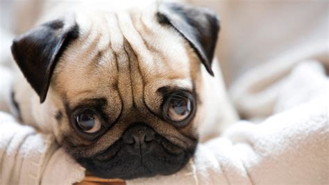 11 Ways Pug puppies are the most adorable things alive - SheKnows