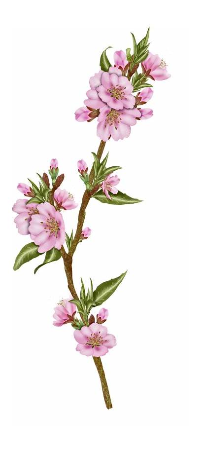Vector Flowers Flower Transparent Almond Webstockreview Clipart