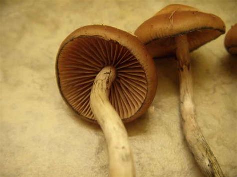 Psilocybe Azurescens Olympia Wa Mushroom Hunting And Identification