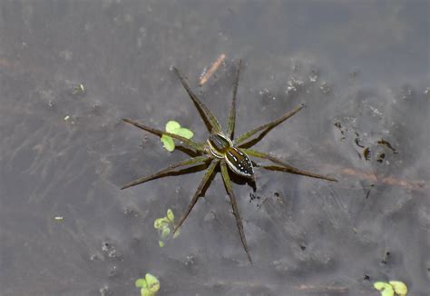 A Northern Fishing Spider Dolomedes Facetus Walking On Water Qld