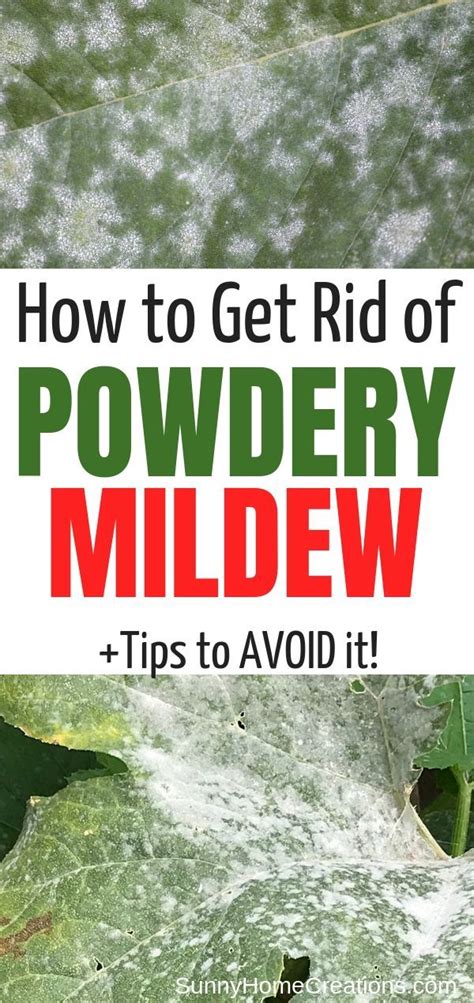 Powdery mildew is a fungus that looks like flour dusted on plants, often in circular spots. Pin on Garden Tips