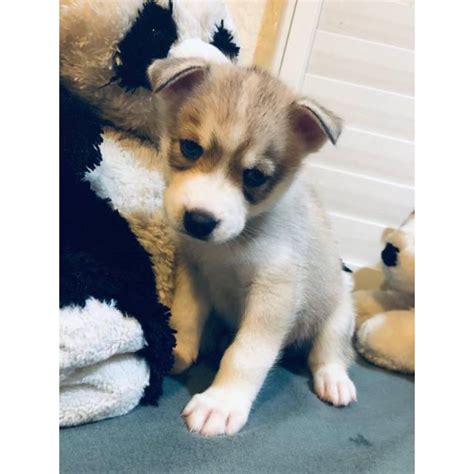 However free siberian huskys are a rarity as rescues usually charge a small adoption fee to cover their expenses ($100 to $200). 4 Siberian Husky Puppies in Phoenix, Arizona - Puppies for Sale Near Me