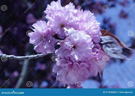 A Blooming Branch Of Pink Cherry Blossoms In The Park Stock Image