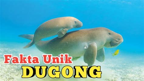 Fakta Unik Dugong Si Sapi Laut Smarttv Youtube