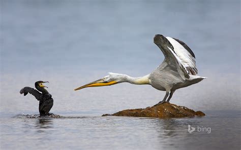 39 Bing 4k Wallpaper Pelicans On Wallpapersafari