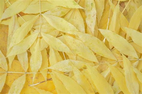 Abstract Background Of Yellow Autumn Leaves Stock Image Image Of