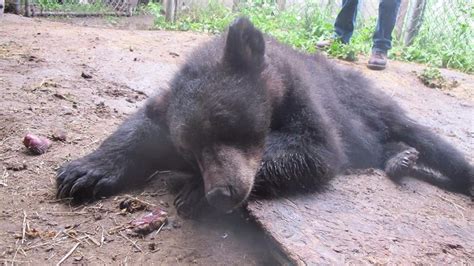 bears treated at idaho rehab center to be released into wild