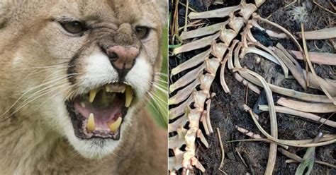 Is Gruesome Sheep Skeleton Final Proof Of Exmoor Beast Big Cat Daily