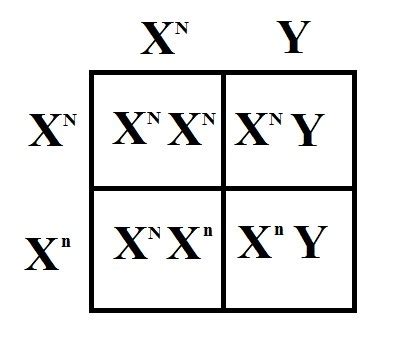 Punnett Squares And Sex Linked Traits Diagram Quizlet