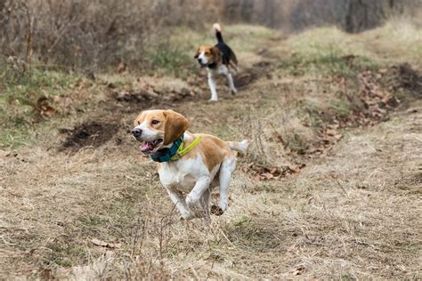 Beagle Rabbit Hunting Training