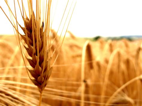 Wheat Nature Spikelets Closeup Wallpapers Hd Desktop And Mobile