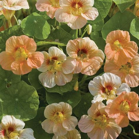 Our customers love what we do, which is why we have a coveted platinum feefo award for our online service. Buy Nasturtium Seeds UK - Order Flower Seed | Thompson ...