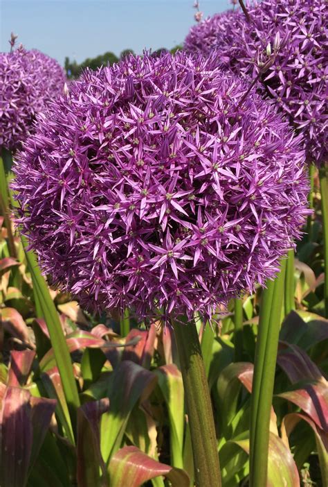 Allium is a perennial that grows quite easily which will produce very beautiful purple blue flowers that can be up to 8 to 12 inches (20 to 30 cm) across. Globemaster Allium - Rockland Full Service Plants