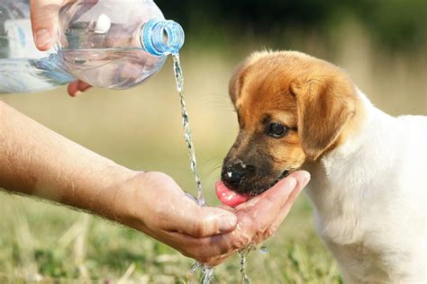 How Do I Know If My Dog Is Drinking Enough Water