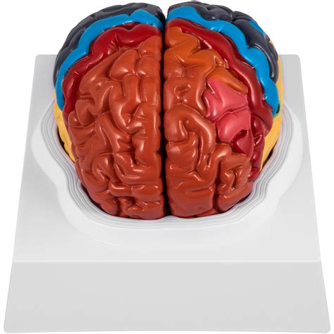 Vevor Human Brain Model Anatomy 2 Part Model Of Brain Color Coded Life