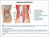 Images of Core Muscles In The Body
