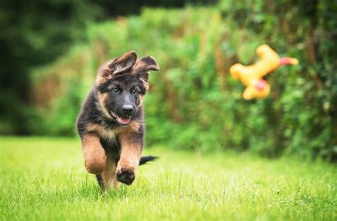 Miniature German Shepherd Everything You Need To Know Marvelous Dogs