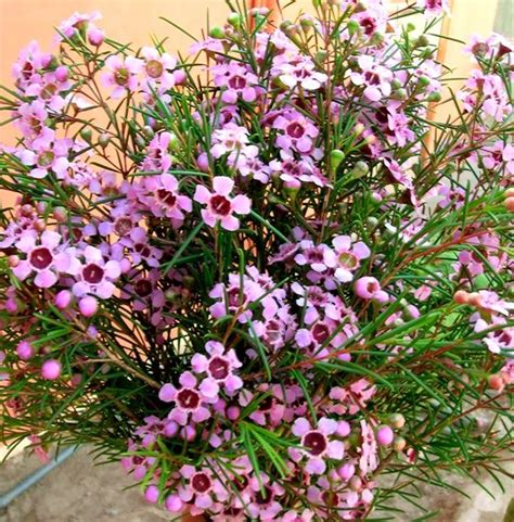 Pink Waxflower Pink Flower Arrangements Flowers Dark Pink