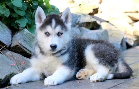 The cross has been used in therapy for people with mental illness, to help customs personnel detect contraband at borders. Max | Gerberian Shepsky Puppy For Sale | Keystone Puppies