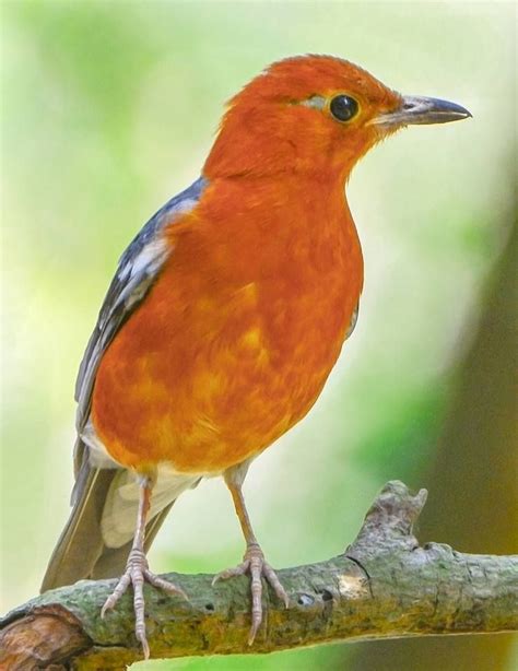 Orange Headed Thrush Beautiful Birds Bird Photography Colorful Birds
