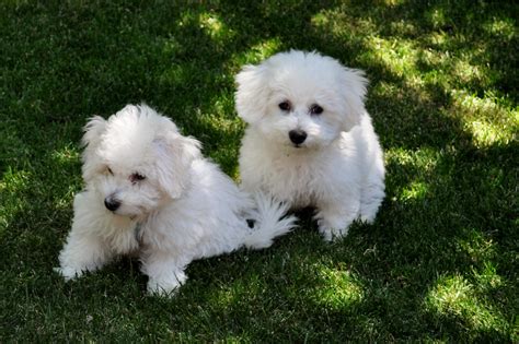 Two Dogs Of Breed Bichon Frise Rest On The Grass Wallpapers And Images