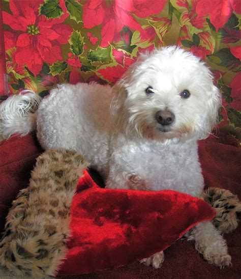 Great hair doesn't happen by chance, it happens by appointment! Happy Tails Grooming - Pet Groomers - 445 Litchfield Rd ...