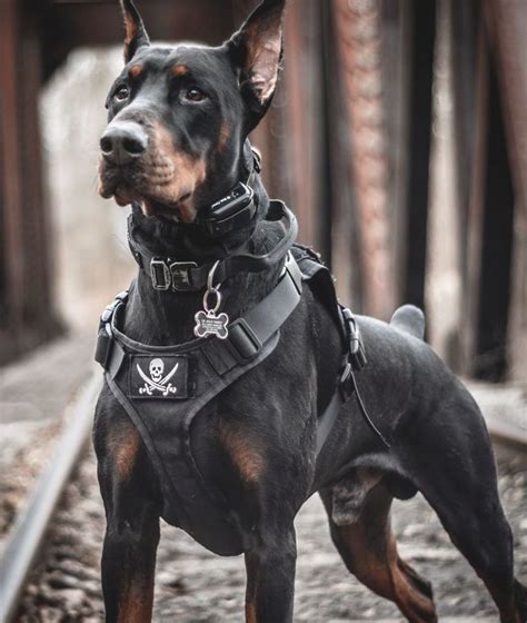 Onetigris Tactical Molle K9 Patrol Dog Vestsharnesses Onetigris