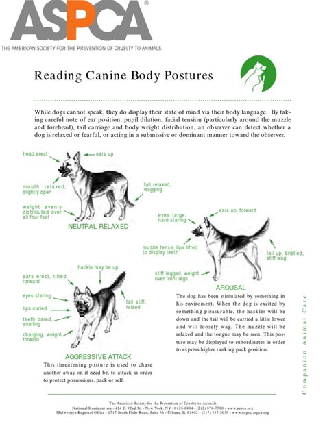 Canine Body Language Aspca Animals And Humans Domesticated Animals