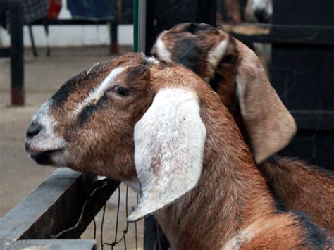 Baca artikel yang telah disediakan oleh sumber pakar. 13 Cara Ternak Kambing Jawa Tanpa Ngarit - ArenaHewan.com