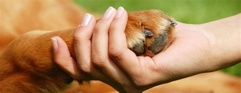 The Human Animal Bond An Important Factor In Healing Mental Illness