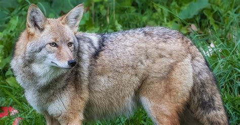 Heres What To Do If You See Coyotes Near Your Home Or Business The