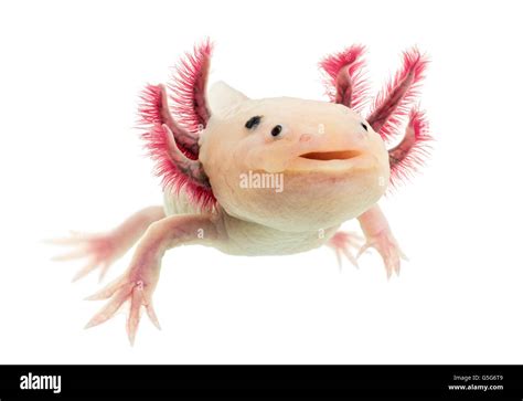 Axolotl Ambystoma Mexicanum In Front Of A White Background Stock