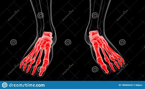 Menselijke Beenderen Met Skeletvoet Anatomie Voor Medische Doeleinden