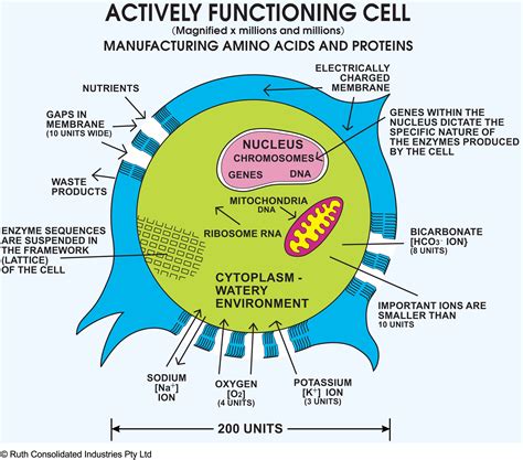 See full list on biologydictionary.net Human Biology Online Lab / Homeostasis of: Cells