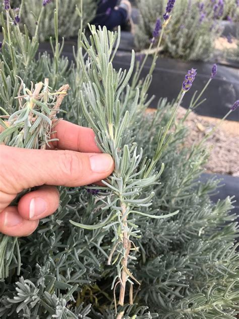 If you have access to lavender, you can use cuttings to create dozens of brand new plants for free! How to propagate lavender from cuttings: a step-by-step ...