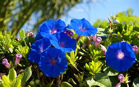 Blue Summer Flowers Ipomoea Wallpapers And Images Wallpapers