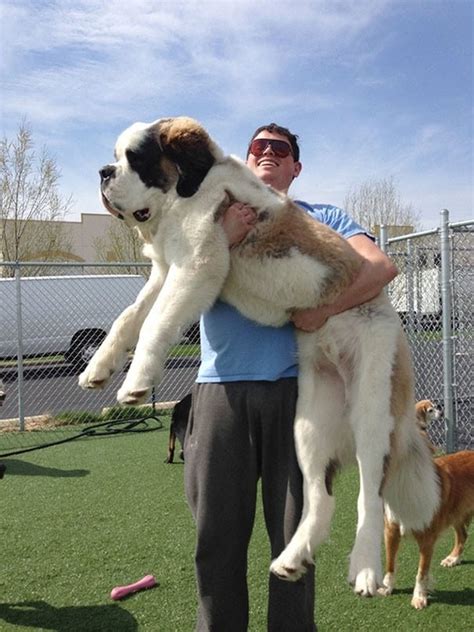 31 Super-Sized Dogs Who Still Think They're Puppies