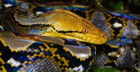 Hướng Dẫn Largest Ball Python In The World Trăn Bóng Lớn Nhất Thế Giới