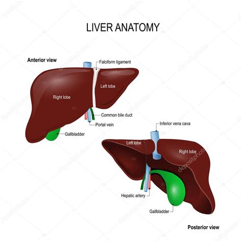 Diagram of the liver artificial intelligence in health care liver fibrosis prostate. Anatomie der Leber — Stockvektor © edesignua #144301249