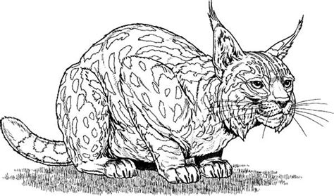 More 100 coloring pages from animal coloring pages category. Bobcat Sneaking Around Coloring Pages | Best Place to Color
