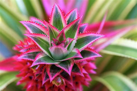 Pineapple Bromeliad Photograph By Gabrielle Harrison Pixels