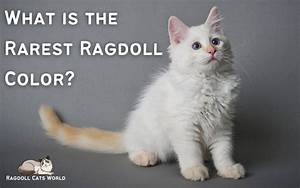What Is The Rarest Ragdoll Color