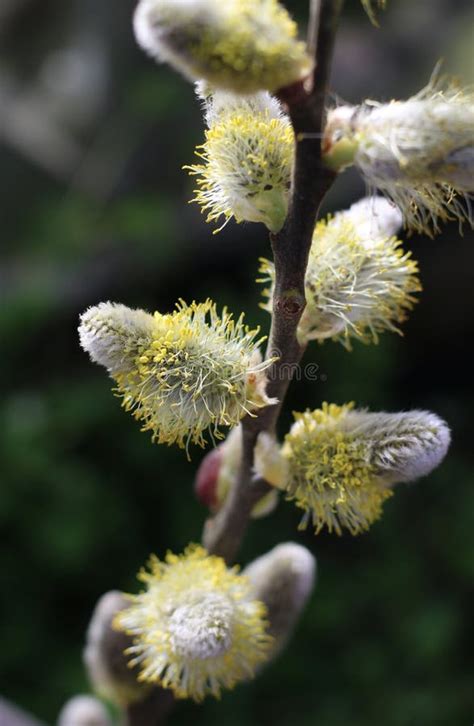 Willow Catkins In Close Up In Spring Stock Image Image Of Easter